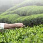 2021 Emei High Mountain Green Tea Premium 4g*25