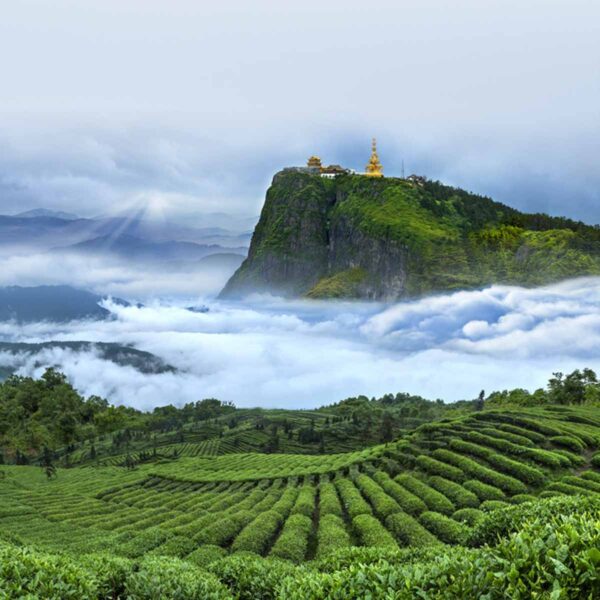 2021 Emei High Mountain Green Tea Premium 4g*25