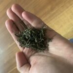 Emei Snow Bud Tea (Maojian) photo review