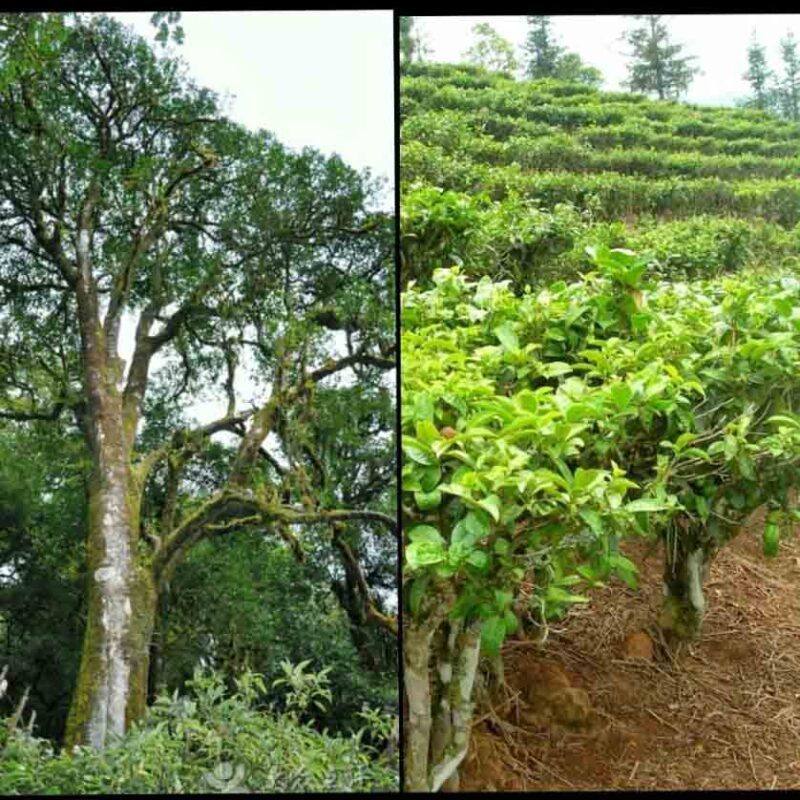 Tea tree, tea leaves & tea (2)